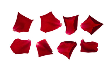 set of rose petals for background with texture