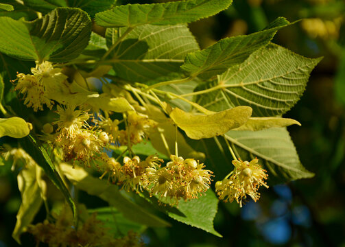 kwitnąca lipa, kwiaty lipy, blooming linden tree, linden flowers, Tilia