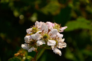 kwiat jeżyny, kwitnąca jeżyna, blackberry flower, blooming blackberry, Rubus