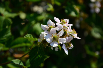 kwiat jeżyny, kwitnąca jeżyna, blackberry flower, blooming blackberry, Rubus
