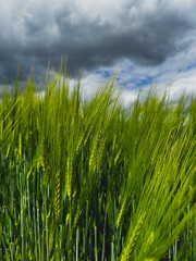 Close-up of Green Grass Under Cloudy Sky