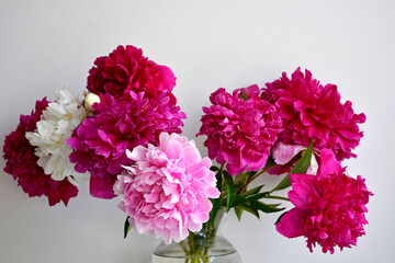 rózowe i białe piwonie chińskie (Paeonia lactiflora), Chinese peony, Chinese herbaceous peony, common garden peony  © kateej
