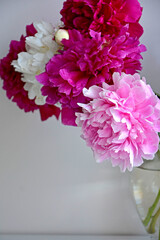 rózowe i białe piwonie chińskie (Paeonia lactiflora), Chinese peony, Chinese herbaceous peony, common garden peony  © kateej