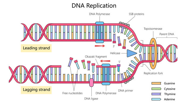 DNA replication showing leading and lagging strands, enzymes like DNA polymerase, helicase, and the replication fork diagram hand drawn schematic raster illustration. Medical science illustration