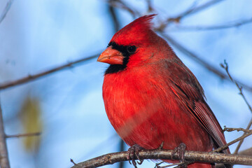 Red cardinal's majestic presence amidst nature's canvas evokes a symphony of color and charm