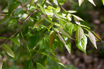Giant dogwood trunk and green leaves Cornaceae deciduous tall tree