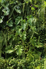 Fototapeta premium Exotic plant background in Singapore. Green tropical garden floral background. Jungle backdrop.