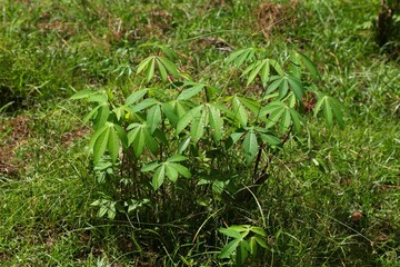 Cassava cultivated plant in Sabah, Malaysia