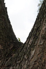 Tree bark Natural V-Shape.