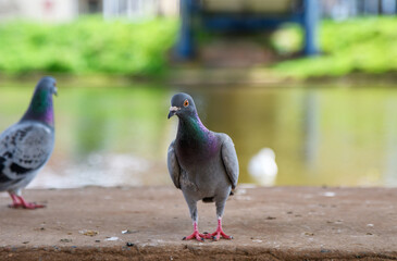  Bird's, Pigeon's living and breeding in communities. Bright iridescent, colourful plumage, 