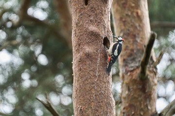 Dzięcioł duży na drzewie przy swojej dziupli