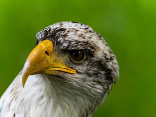 American bald eagle portrait. close-up view, its intricate feathers and distinctive yellow beak showcased against a softly blurred natural backdrop, evoking a sense of wild beauty.