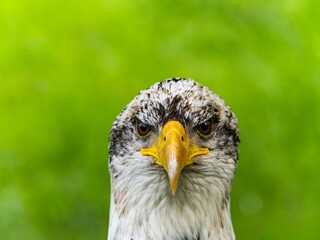 American bald eagle portrait. close-up view, its intricate feathers and distinctive yellow beak showcased against a softly blurred natural backdrop, evoking a sense of wild beauty.