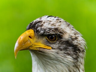American bald eagle portrait. close-up view, its intricate feathers and distinctive yellow beak showcased against a softly blurred natural backdrop, evoking a sense of wild beauty.