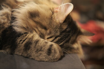 Portrait sweet cute cat sleeping, close-up. beautiful cat Kurilian bobtail breed. 