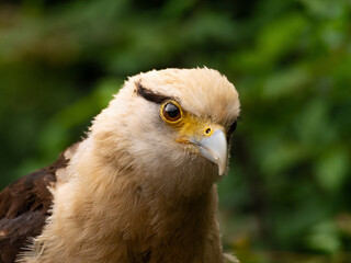 Striated Caracara, Yellow headed caracara sitti