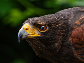 Close up of a Parabuteo unicinctus Harris's Hawk. Golden Eagle - Aquila chrysaetos, flying over grassy area