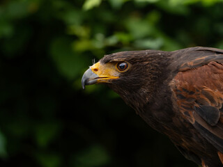 Close up of a Parabuteo unicinctus Harris's Hawk. Golden Eagle - Aquila chrysaetos, flying over grassy area