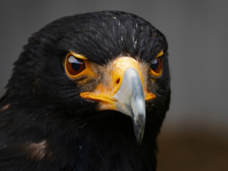 Closeup of a Verreaux's Eagle - Aquila verreauxii.