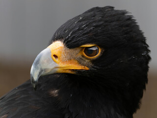 Closeup of a Verreaux's Eagle - Aquila verreauxii.