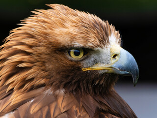 Portrait of a majestic Golden Eagle Aquila chrysalis. Majestic hawk icon, with its sharp profile and intense gaze, symbolizing vision, focus, and determination.
