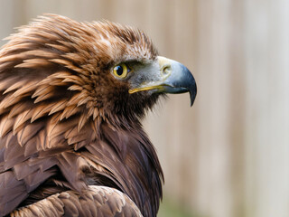 Portrait of a majestic Golden Eagle Aquila chrysalis. Majestic hawk icon, with its sharp profile and intense gaze, symbolizing vision, focus, and determination.