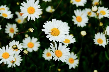 Obraz premium Daisies Blossoming In Autumn Making Garden Adorable