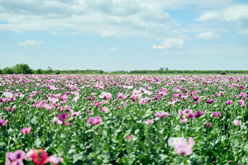 Wide angle of a field full of poppy seeds, blooming season.