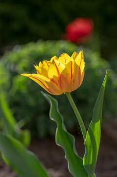 Bright yellow and red two color Monsella tulips hybrid, springtime flowering plants in the ornamental garden