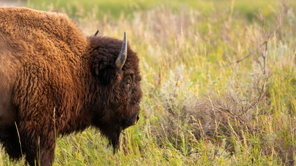bison