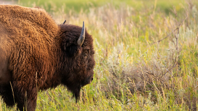 bison