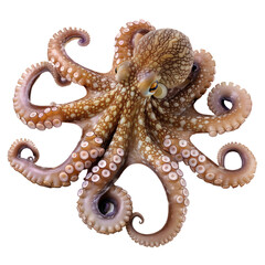 Obraz premium Beautiful Octopus Realistic Photo Isolated on Transparent Background