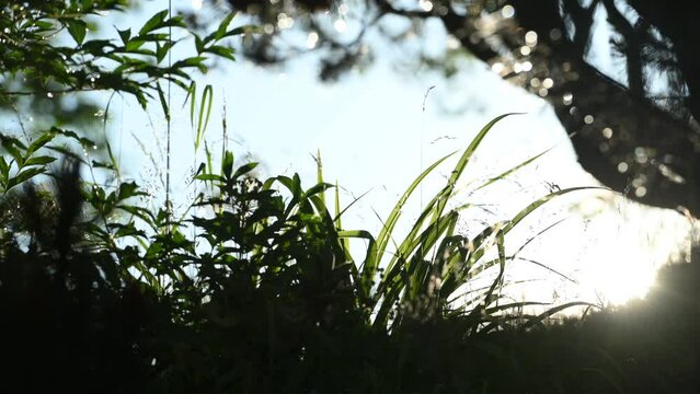 Soft focus on green meadow grass, at evening light