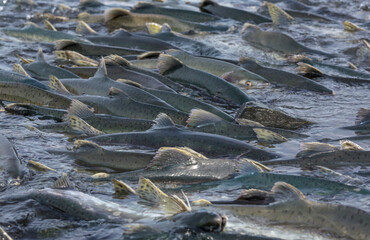 Salmon spawning