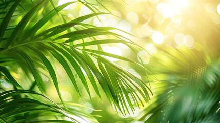 Obraz premium Sunlight Filtering Through Palm Fronds
