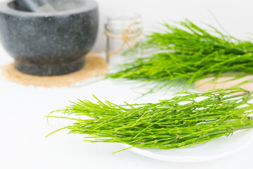Field horsetail or common horsetail, equisetum arvense