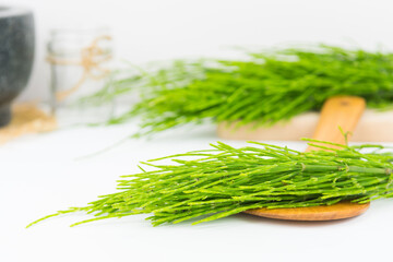 Field horsetail or common horsetail, equisetum arvense
