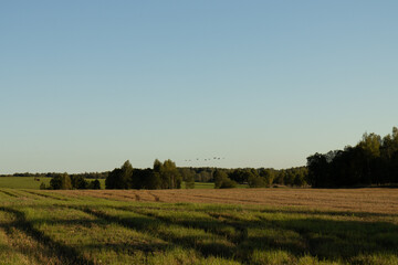 Crane wedge over the forest. A wedge of cranes flies over the field. A flock of birds flies south.