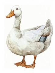 duck on white