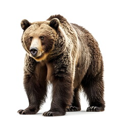 Obraz premium Brown Bear Standing Isolated White Background Wildlife