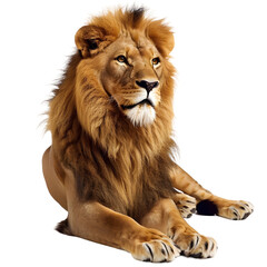 Obraz premium lion isolated on transparent background