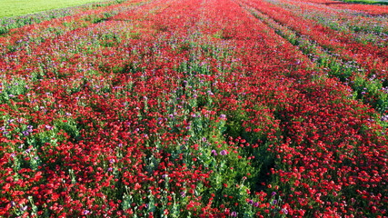 Aerial view of red poppy field
