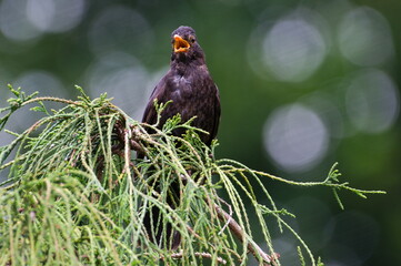 Eurasian blackbird aka The common blackbird or Turdus merula close-up portrait. Singing with open beak. Funny animal photo.