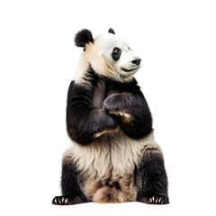 Naklejka premium Panda Bear Standing Isolated on transparent Background Portrait