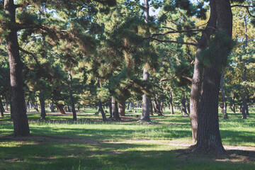浜寺公園の風景
