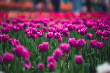 field of tulips