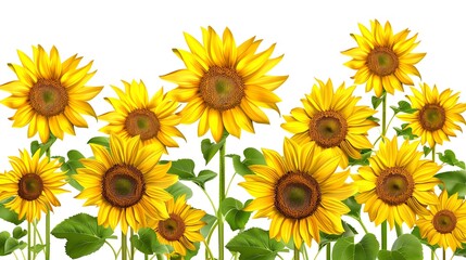 Obraz premium field of sunflowers