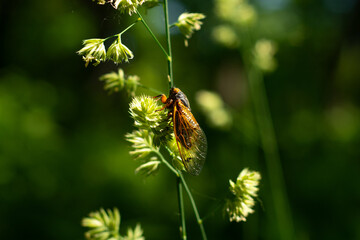 Periodical cicadas in the sunlight.  Northern Illinois, USA.
