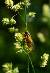 Periodical cicadas in the sunlight.  Northern Illinois, USA.