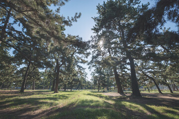 浜寺公園の風景